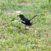 Oriental Magpie-Robin