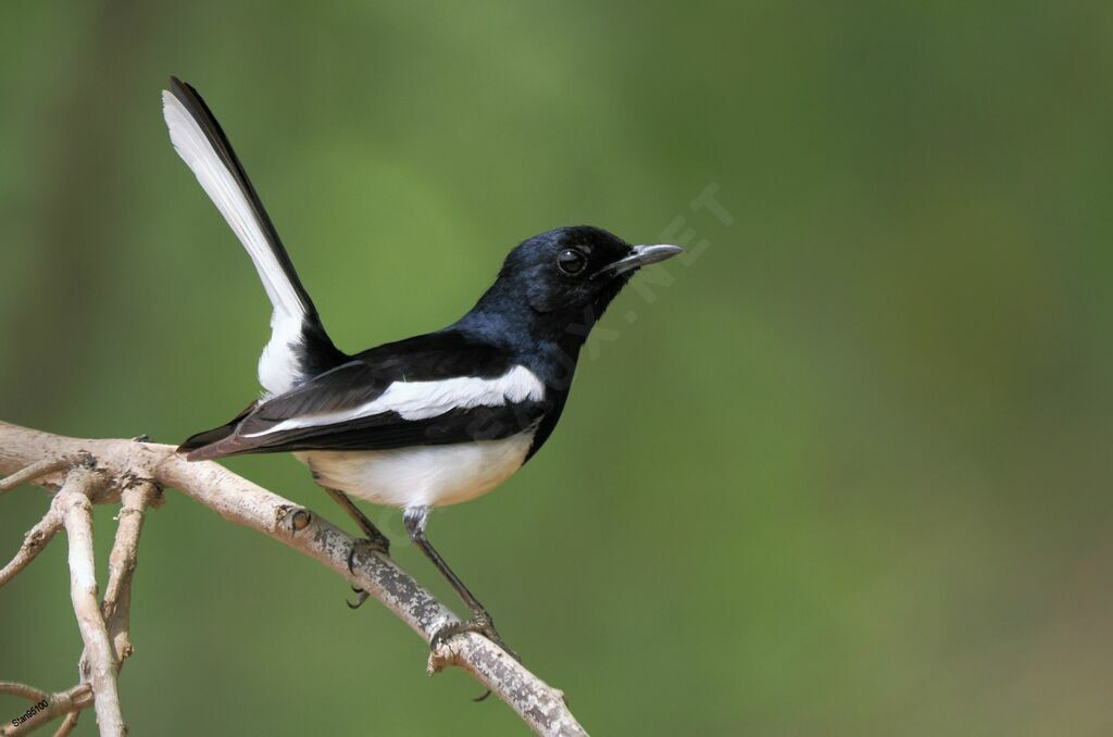 Oriental Magpie-Robin