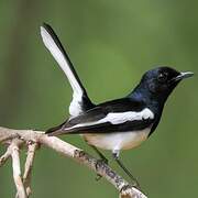 Oriental Magpie-Robin