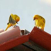 Saffron Finch