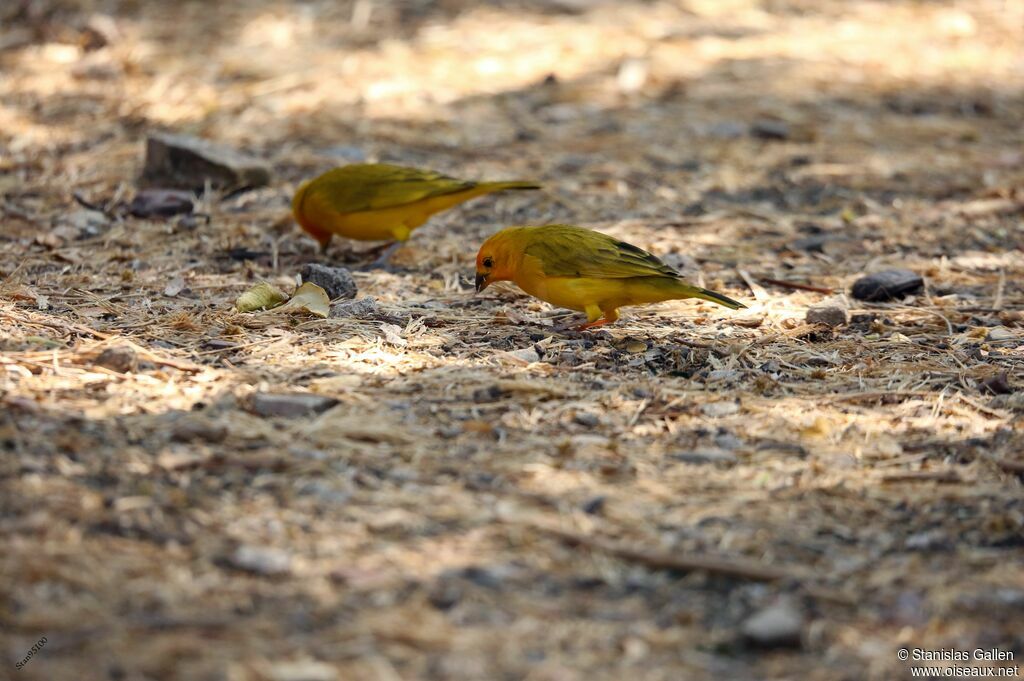 Saffron Finchadult, eats