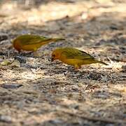 Saffron Finch