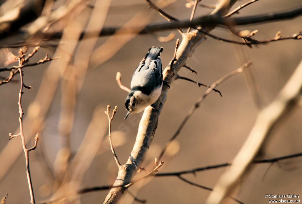 White-breasted Nuthatchadult