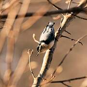 White-breasted Nuthatch