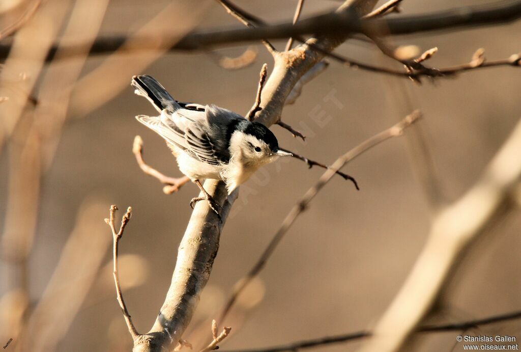 White-breasted Nuthatch