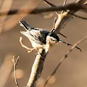 White-breasted Nuthatch