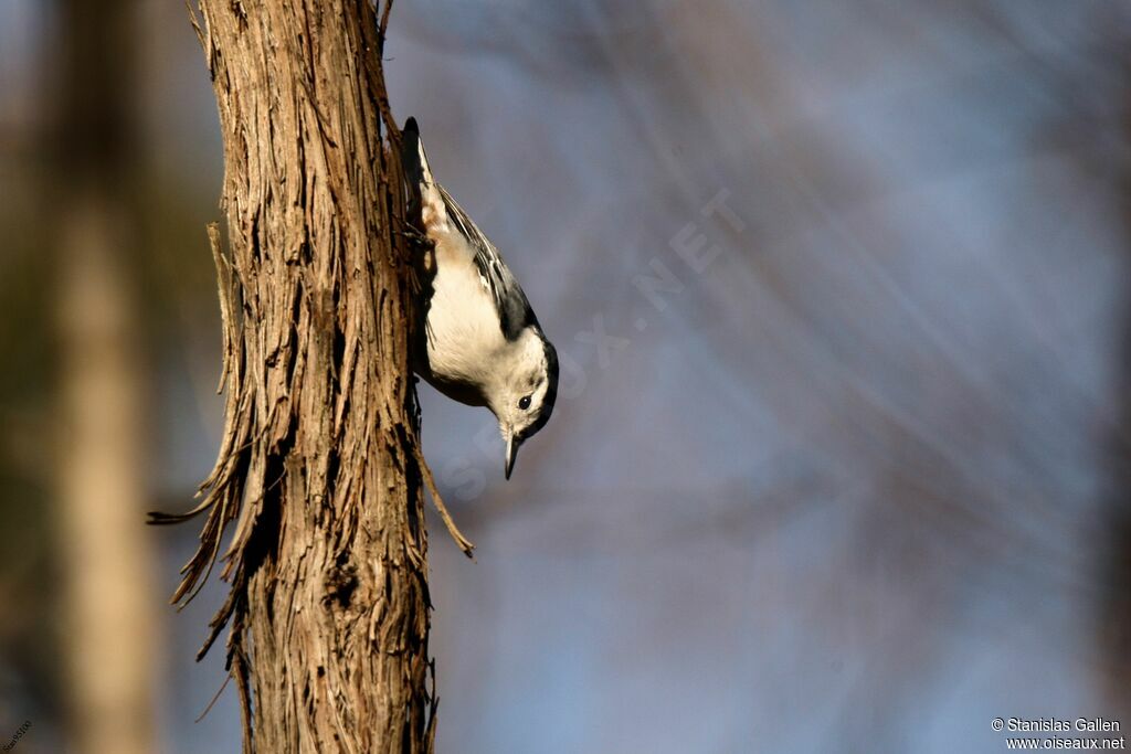 White-breasted Nuthatchadult