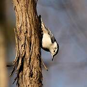 White-breasted Nuthatch