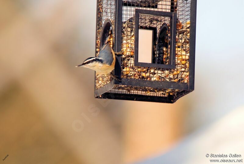 Red-breasted Nuthatchadult, eats