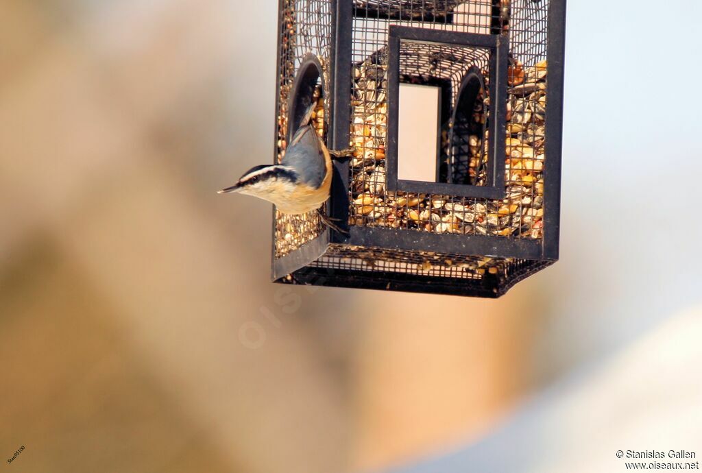 Red-breasted Nuthatchadult, eats