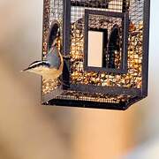 Red-breasted Nuthatch