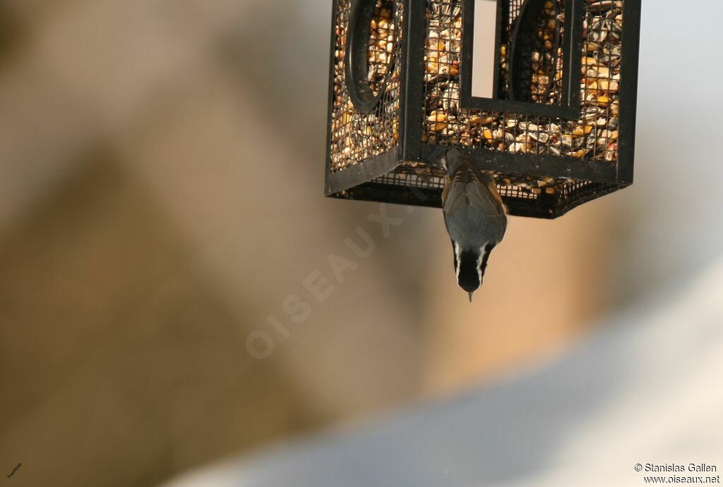 Red-breasted Nuthatchadult, eats