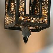 Red-breasted Nuthatch