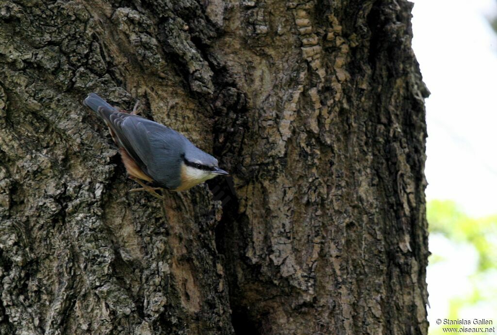 Eurasian Nuthatchadult breeding