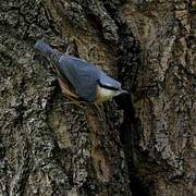 Eurasian Nuthatch