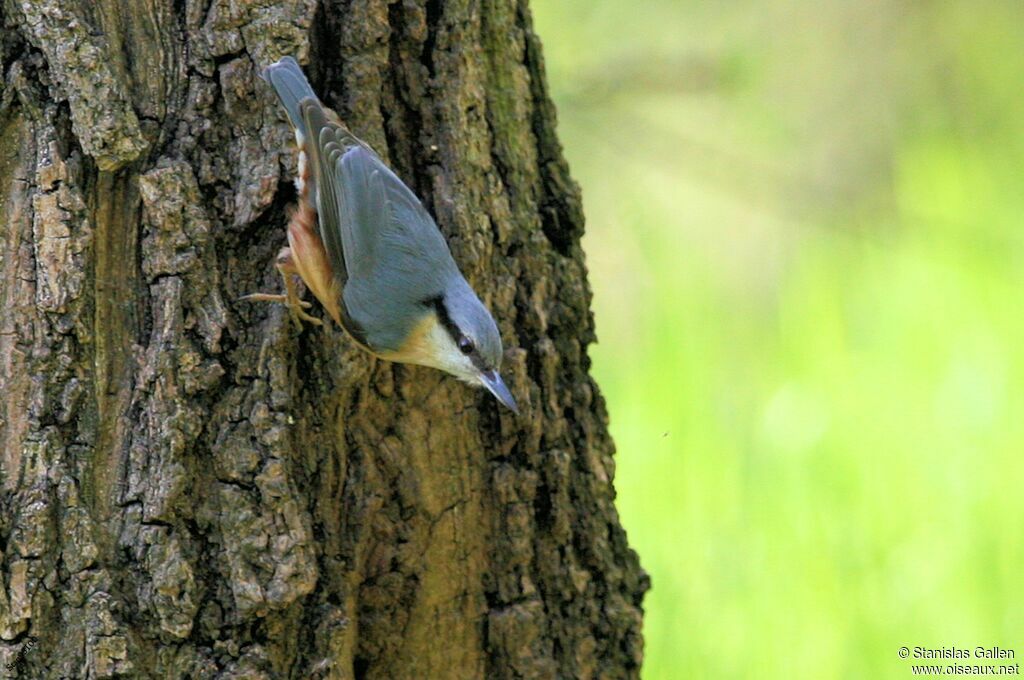 Eurasian Nuthatchadult breeding