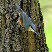 Eurasian Nuthatch