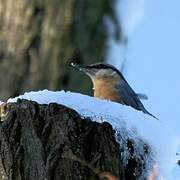 Eurasian Nuthatch