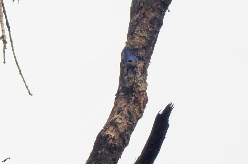 Velvet-fronted Nuthatchadult