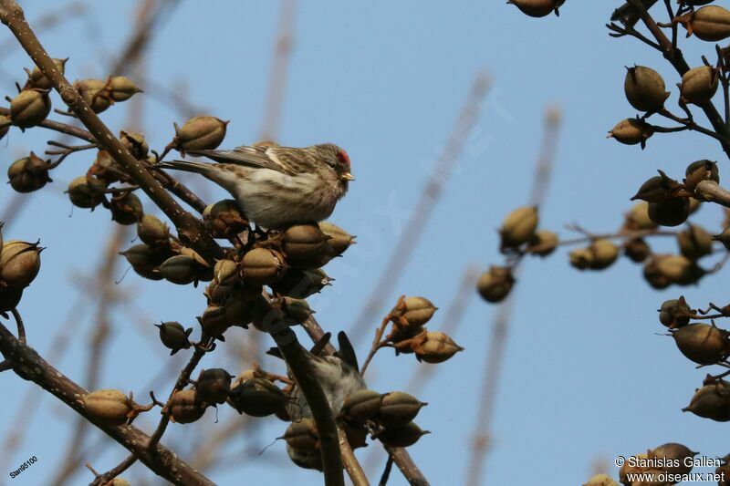 Lesser Redpoll male adult transition