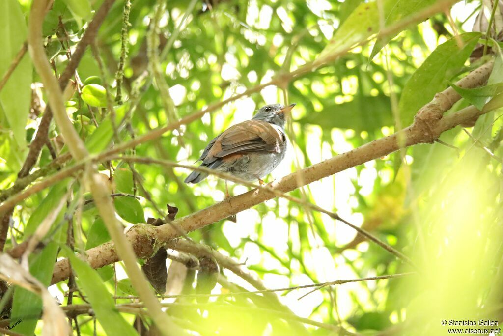 Andean Solitaireadult