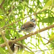 Andean Solitaire