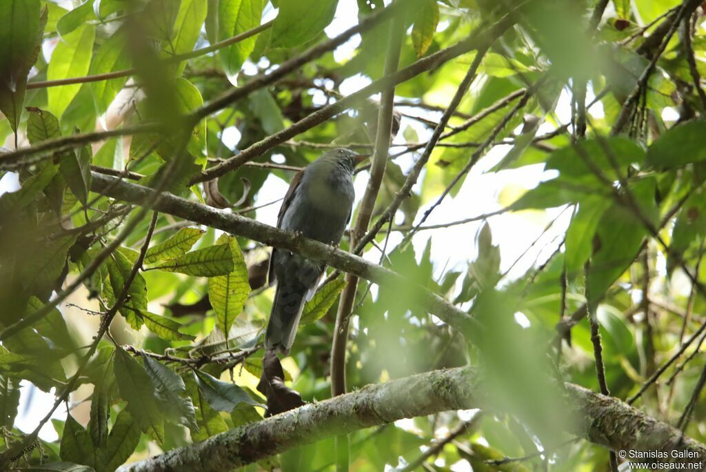 Andean Solitaireadult