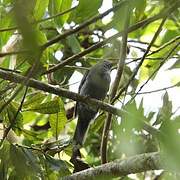 Andean Solitaire