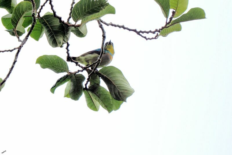 Collared Sunbird male adult post breeding