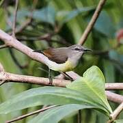 Purple-rumped Sunbird