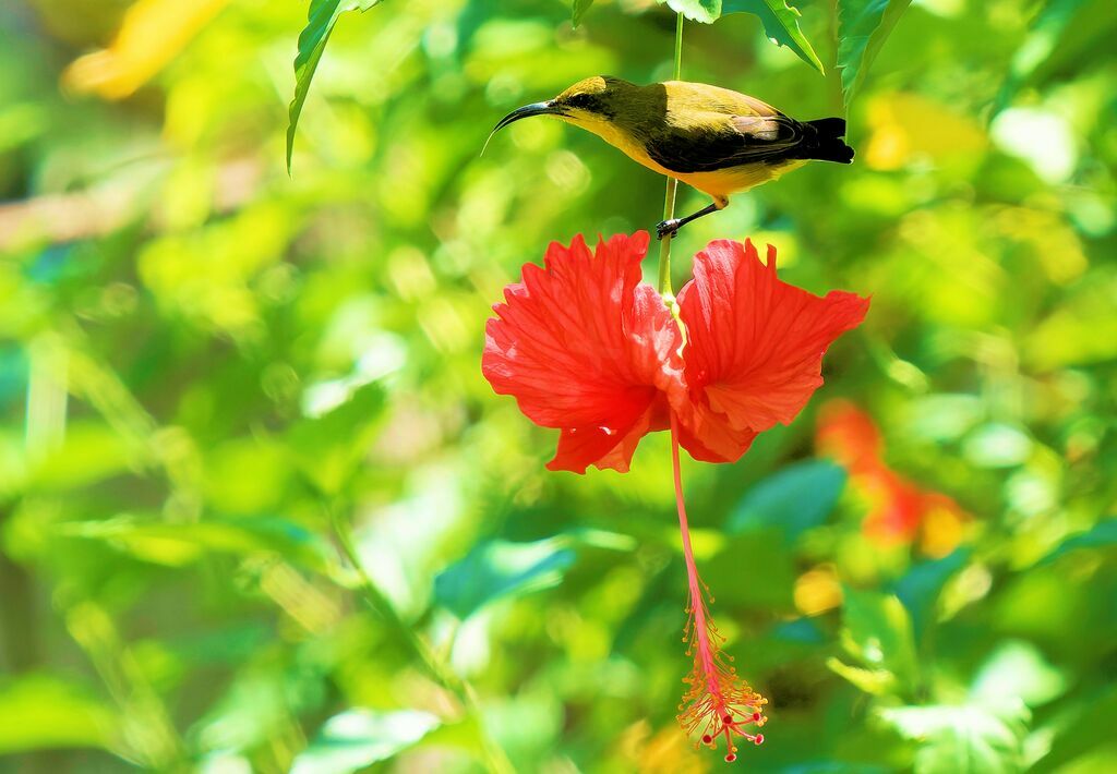 Garden Sunbird male adult