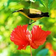 Olive-backed Sunbird