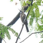 Blue-throated Brown Sunbird