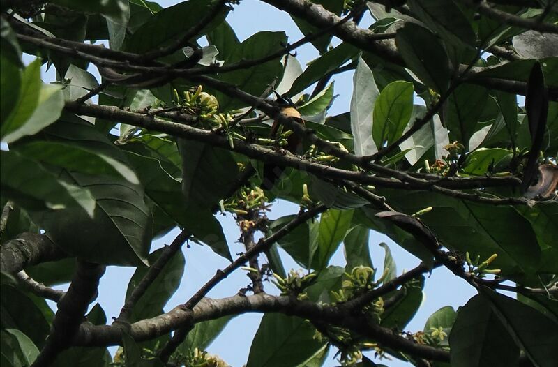 Buff-throated Sunbird male adult breeding