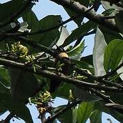 Buff-throated Sunbird