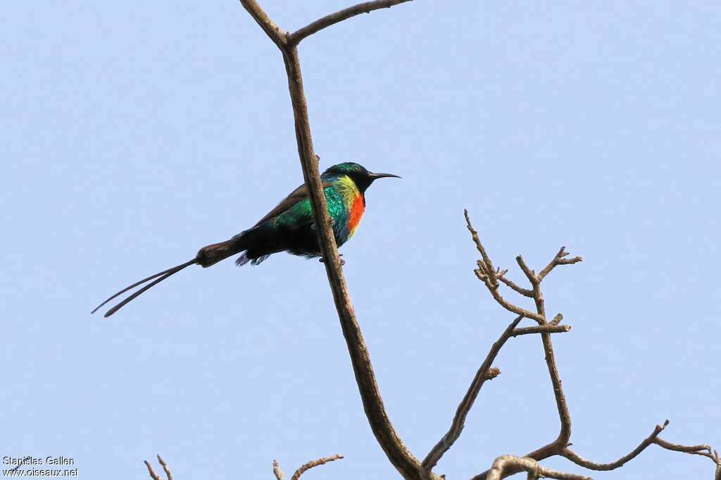 Beautiful Sunbird male adult breeding, identification