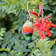 Greater Double-collared Sunbird