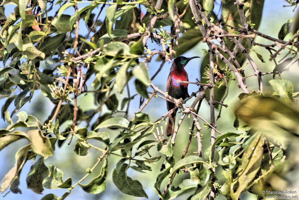 Souimanga à poitrine rouge mâle adulte