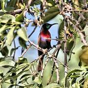 Scarlet-chested Sunbird