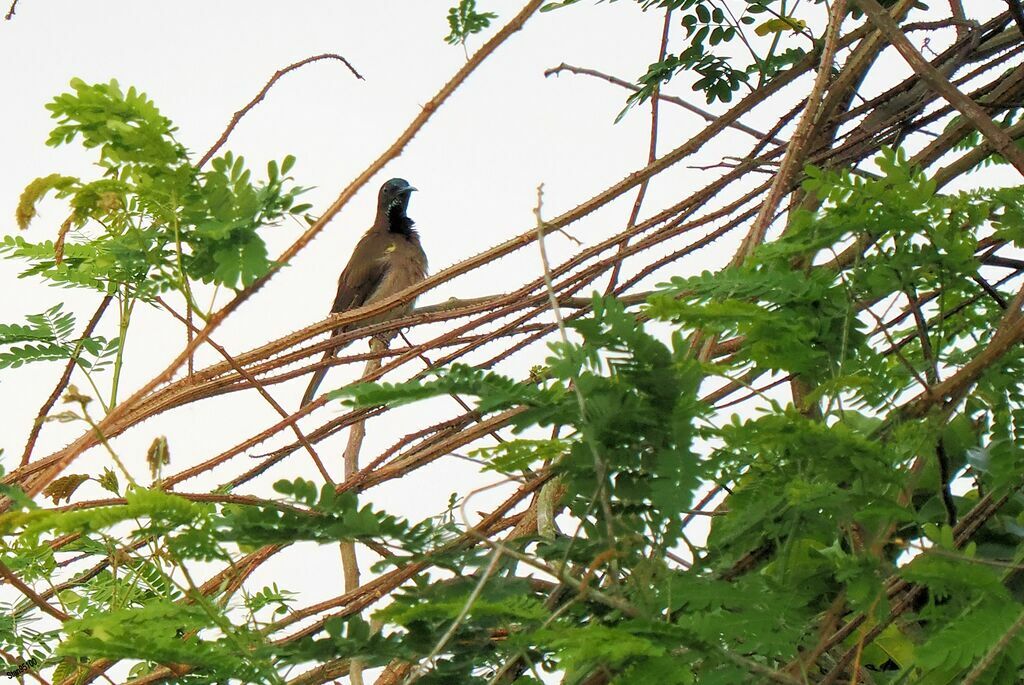 Green-headed Sunbird male adult post breeding