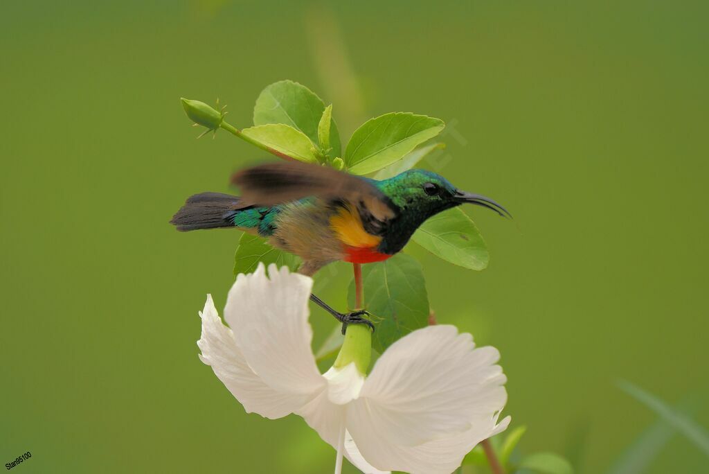 Olive-bellied Sunbird male adult breeding, eats