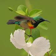 Olive-bellied Sunbird