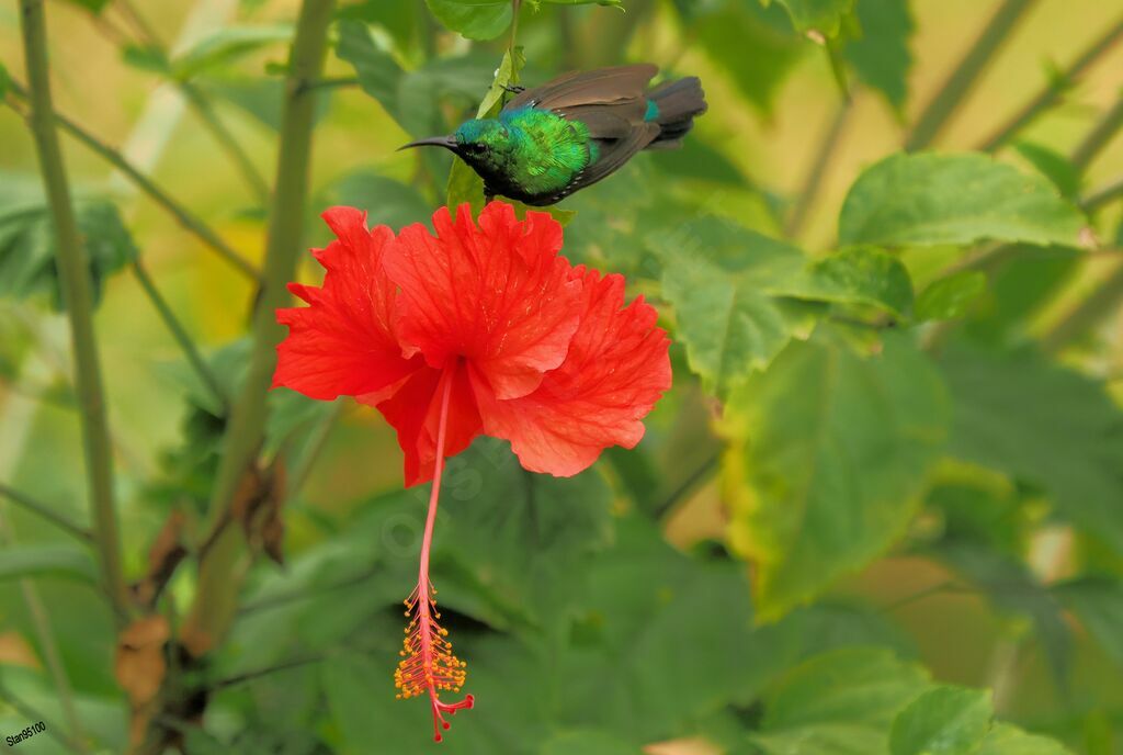 Olive-bellied Sunbird male adult breeding