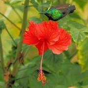 Olive-bellied Sunbird