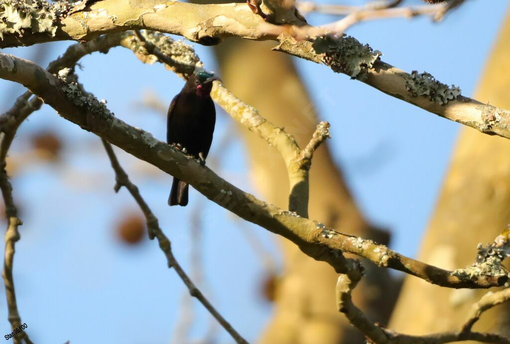 Amethyst Sunbird male adult breeding