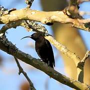 Amethyst Sunbird