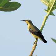 Purple Sunbird