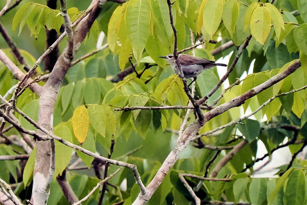 Mangrove Sunbirdadult