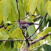 Mangrove Sunbird