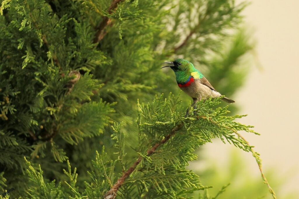 Southern Double-collared Sunbirdadult breeding, song